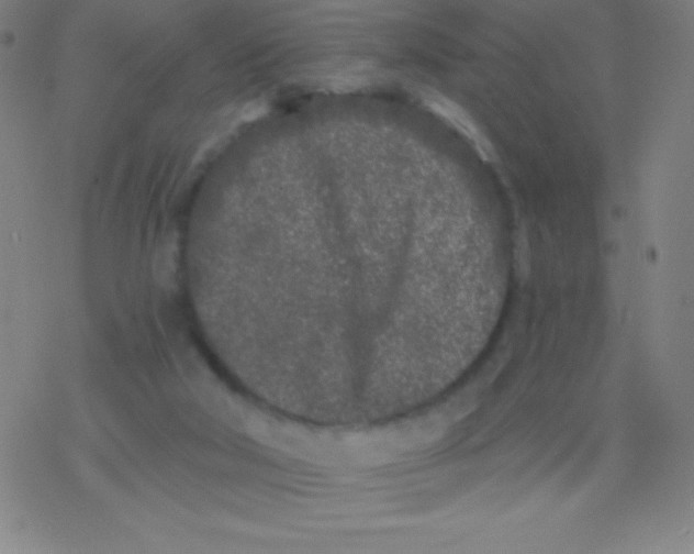 X0000077350018200611101625