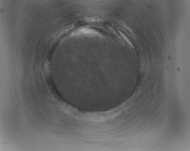 X0000077350029200611101625