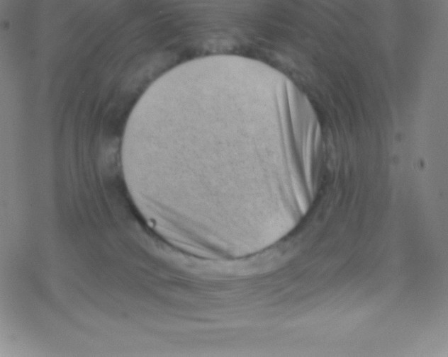 X0000077350034200611101625