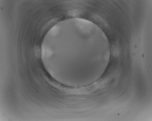 X0000077350036200611101625