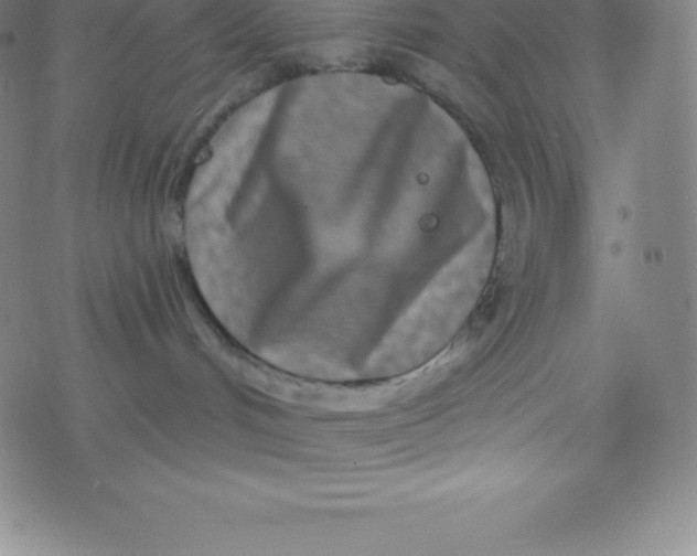 X0000077350048200611101625