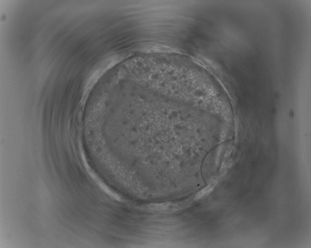 X0000077350049200611101624