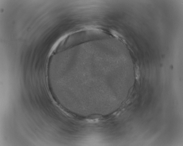 X0000077350052200611101624