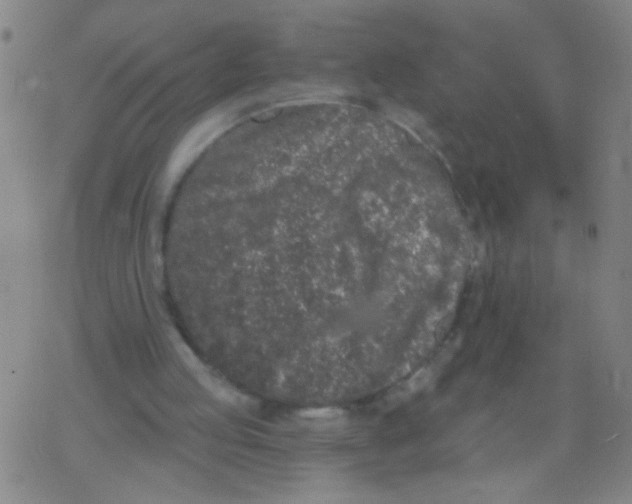 X0000077350053200611101624