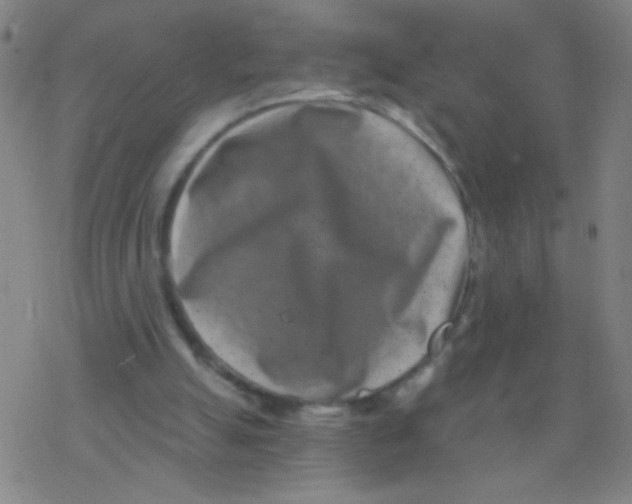 X0000077350055200611101624