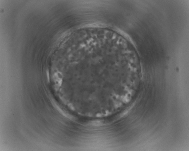 X0000077350061200611101624