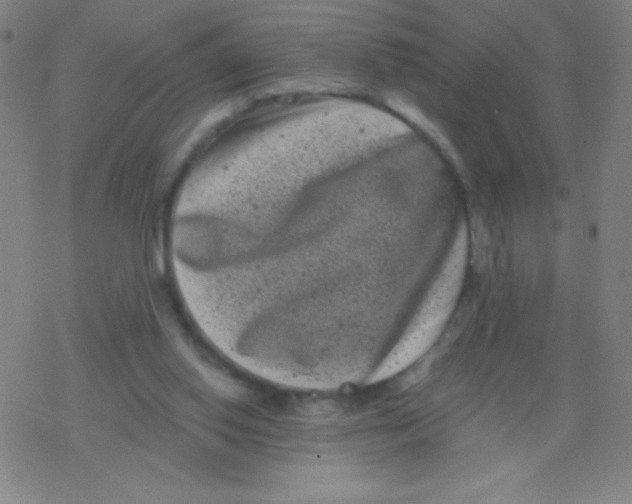 X0000077350062200611101624