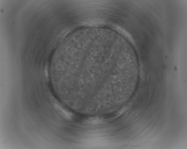 X0000077350065200611101624