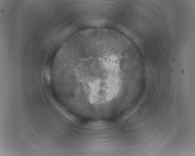 X0000077350069200611101624