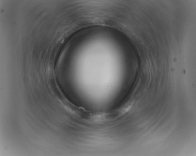 X0000077350084200611101625