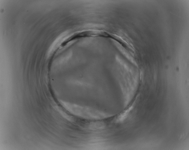 X0000077350101200611101624