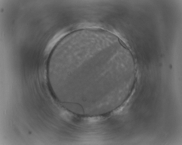 X0000077350103200611101624