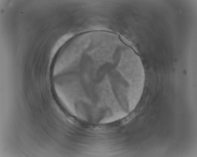 X0000077350104200611101624