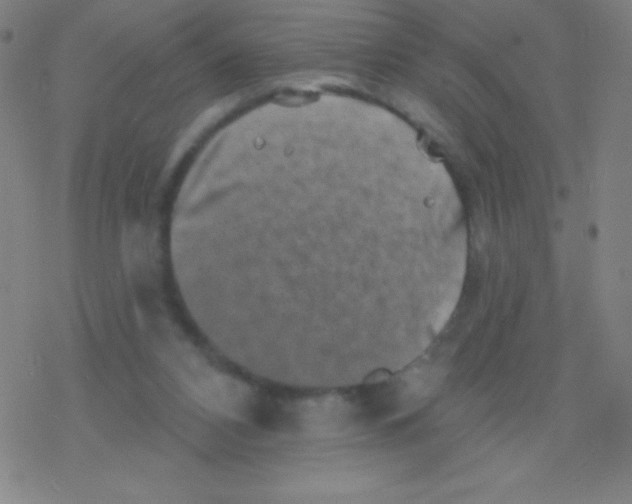 X0000077350112200611101624