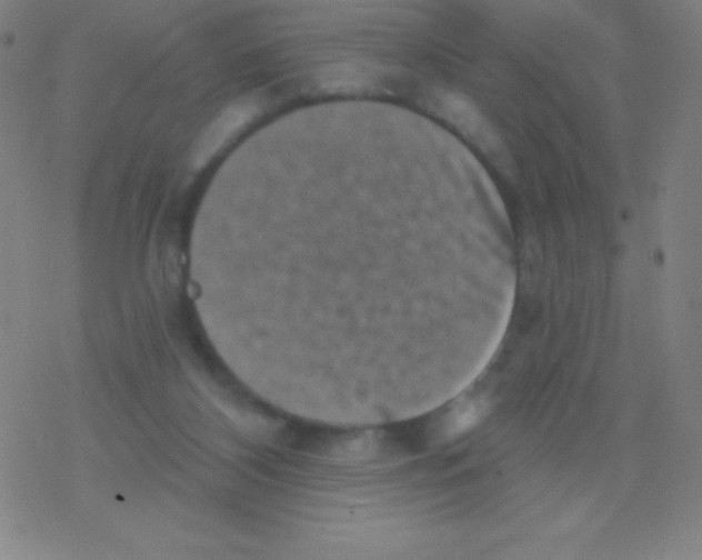 X0000077350116200611101624