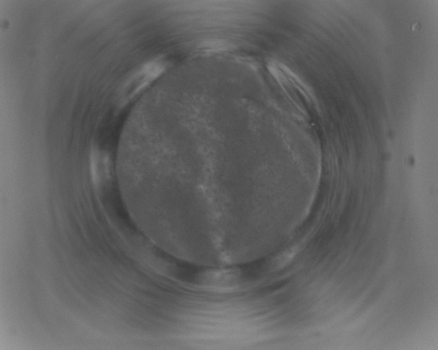 X0000077350117200611101624