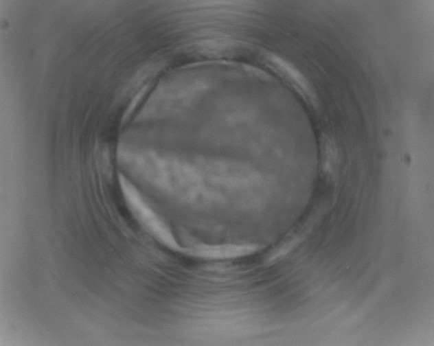 X0000077350121200611101624