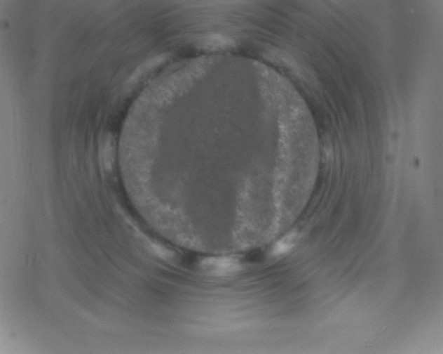 X0000077350133200611101623