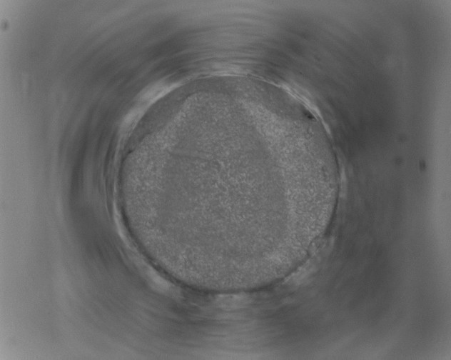 X0000077350145200611101622