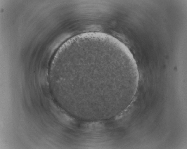 X0000077350146200611101622