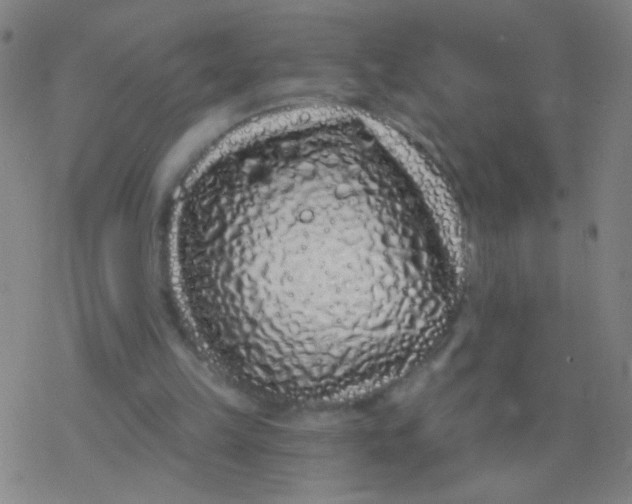 X0000077350149200611101622