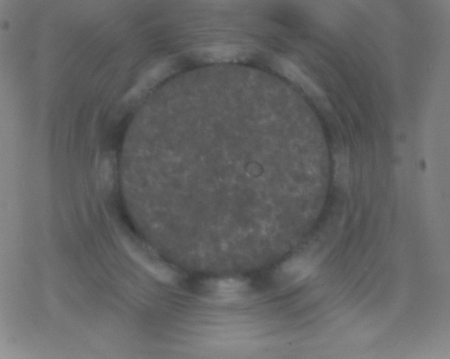 X0000077350165200611101623