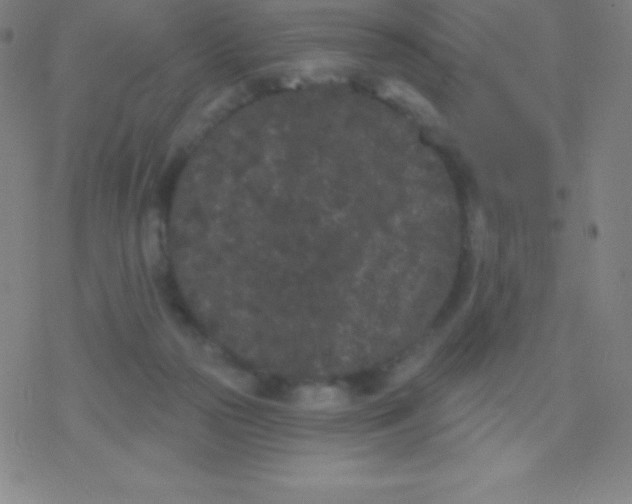 X0000077350169200611101623