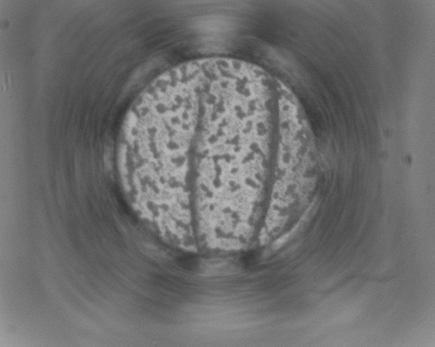 X0000077350175200611101623