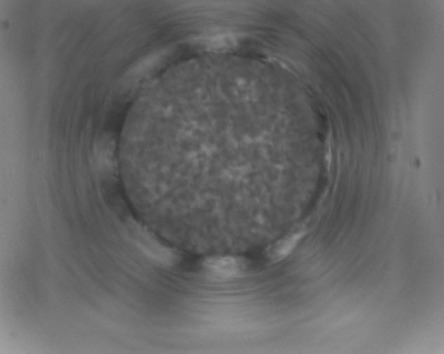 X0000077350181200611101623