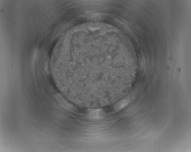 X0000077350185200611101623