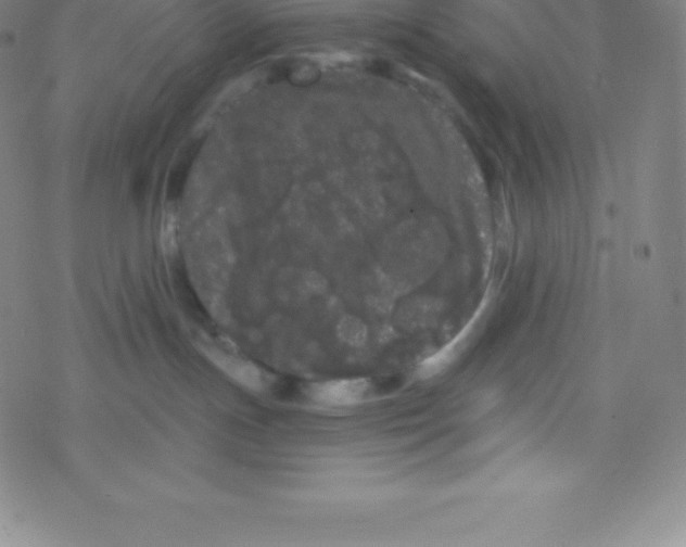 X0000077350191200611101623