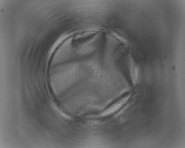 X0000077350195200611101622