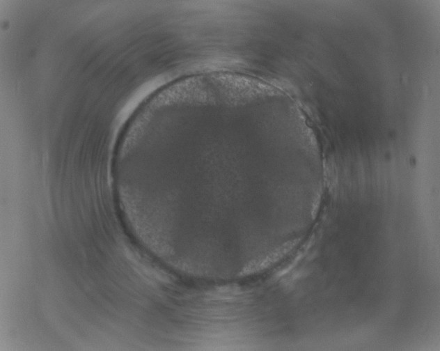 X0000077350196200611101622