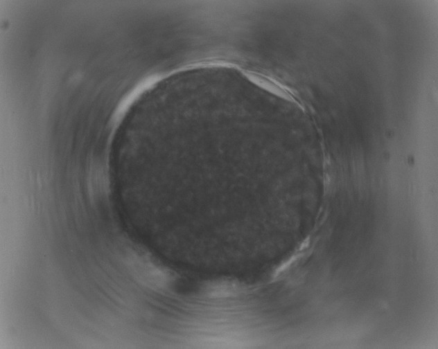 X0000077350200200611101622