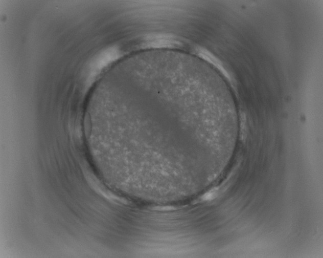 X0000077350203200611101622