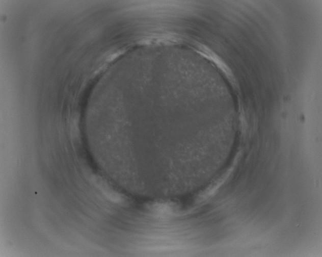 X0000077350209200611101622