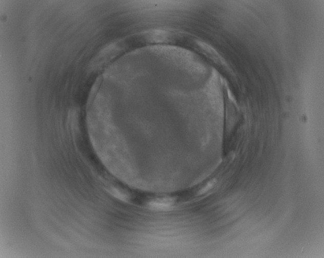 X0000077350217200611101622