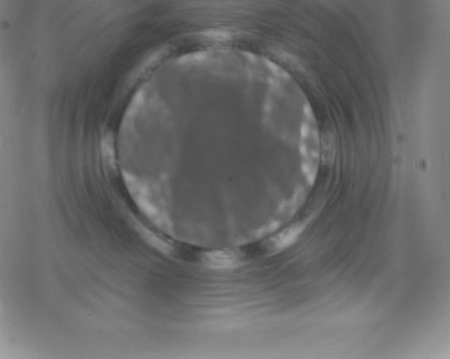 X0000077350238200611101622