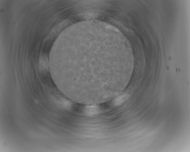 X0000077350240200611101622