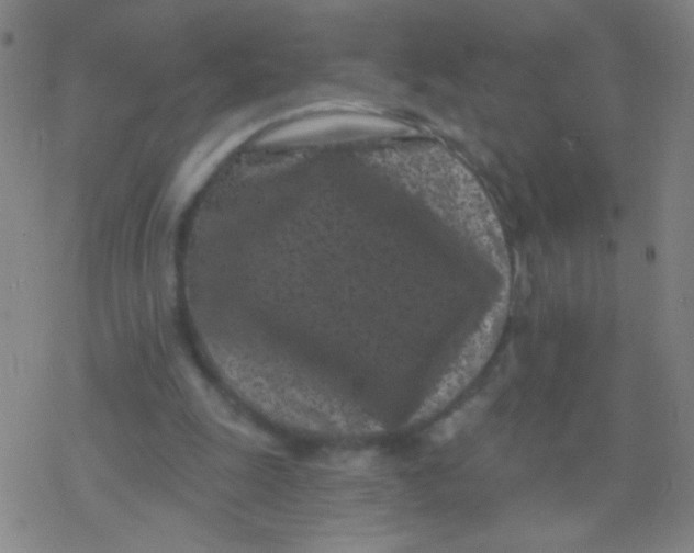 X0000077350247200611101621