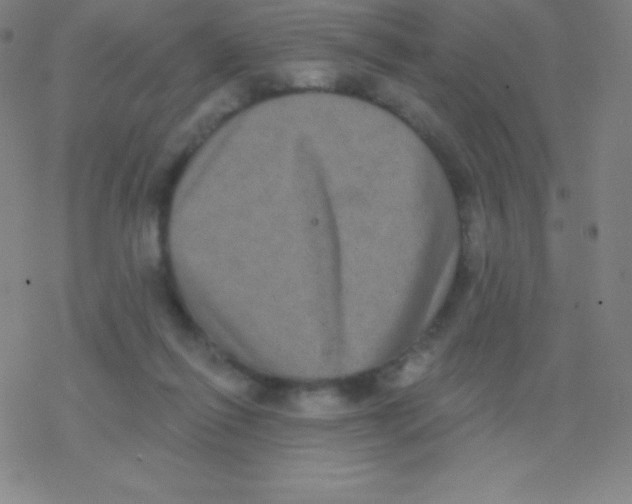 X0000077350262200611101621