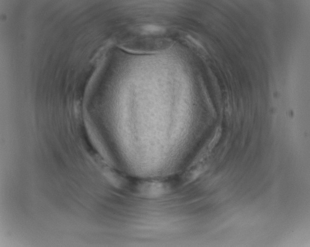 X0000077350276200611101621