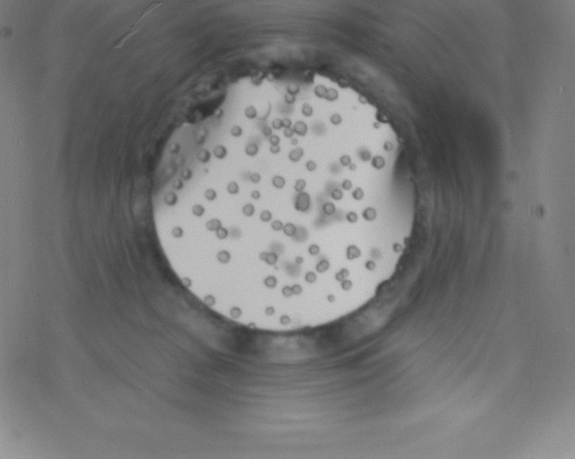 X0000077350277200611101621