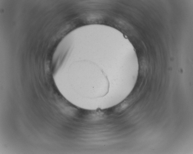 X0000077350278200611101621