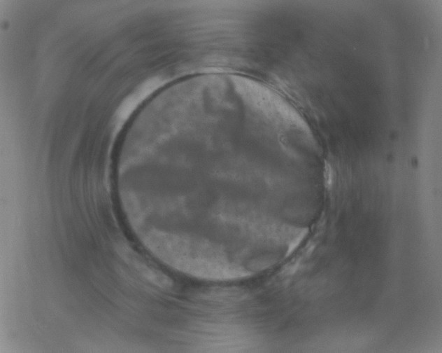 X0000077350292200611101621