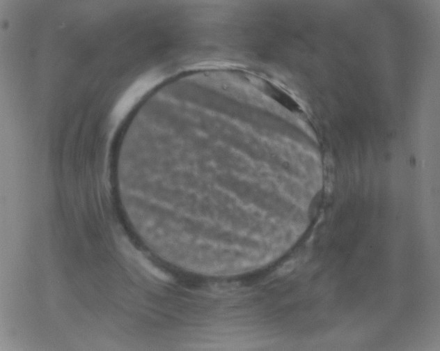 X0000077350296200611101621