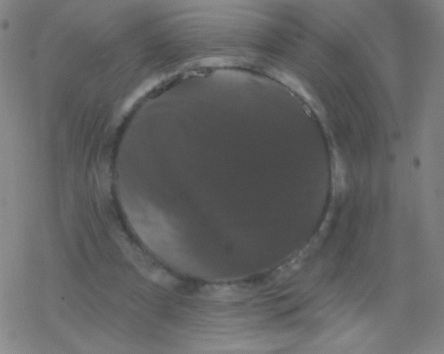 X0000077350297200611101621