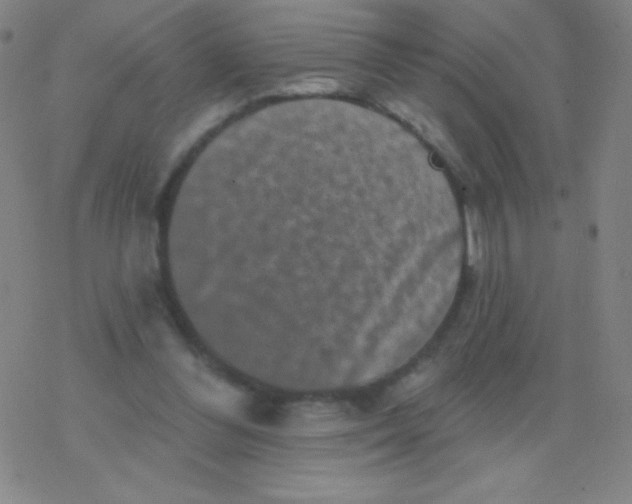 X0000077350300200611101621