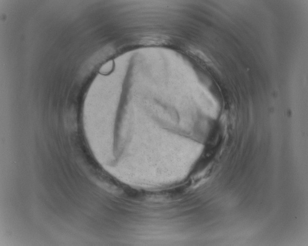 X0000077350303200611101621