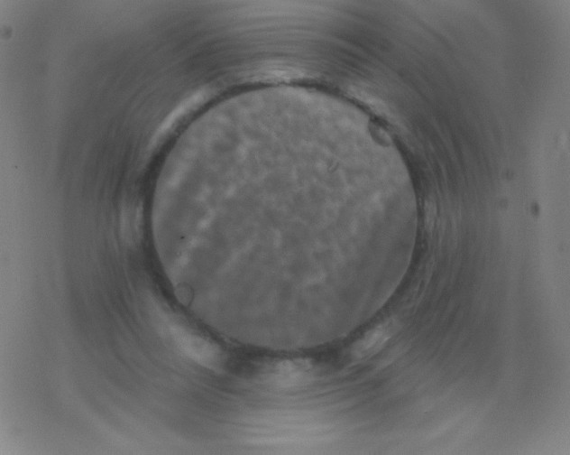 X0000077350304200611101621